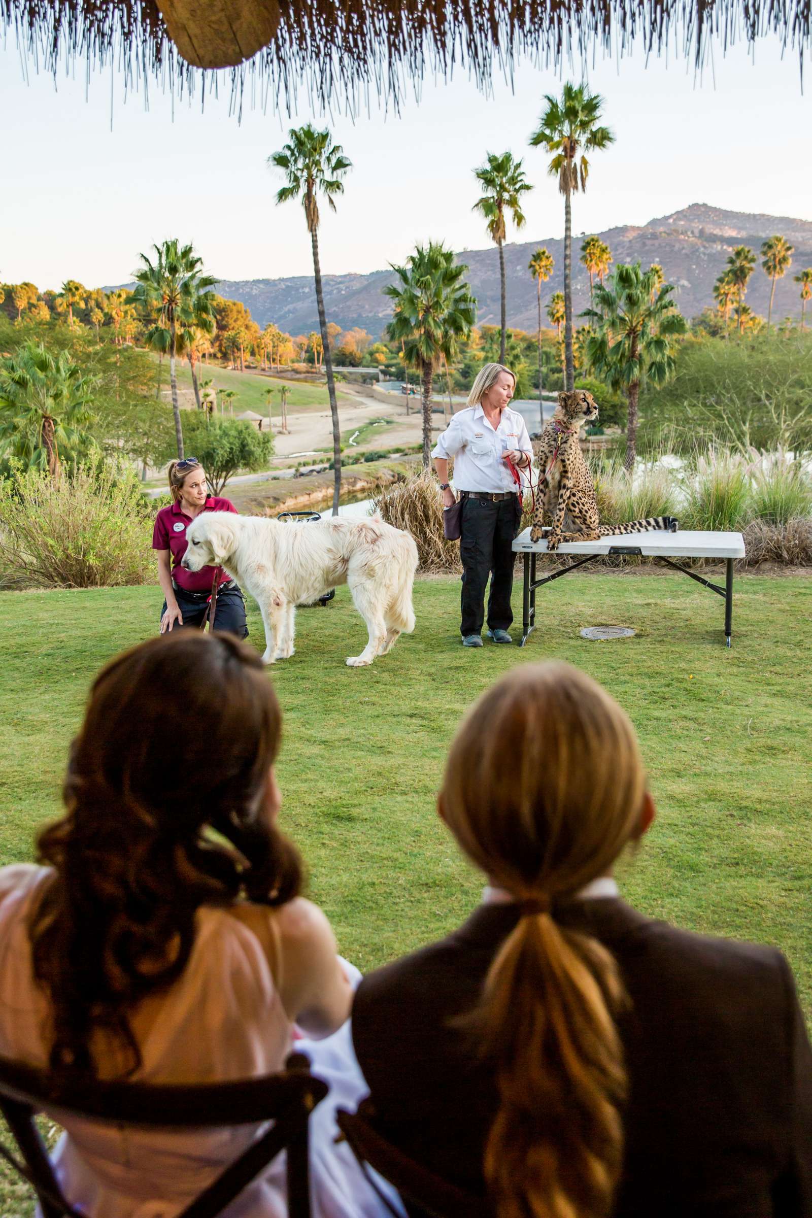 Safari Park Wedding coordinated by Always Flawless Productions, Lynx and Adam Wedding Photo #112 by True Photography