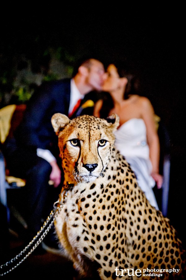 Wild-Safari-Park-Wedding-San-Diego
