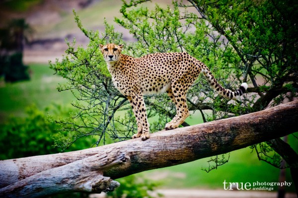 cheetah-san-diego-wild-animal-park