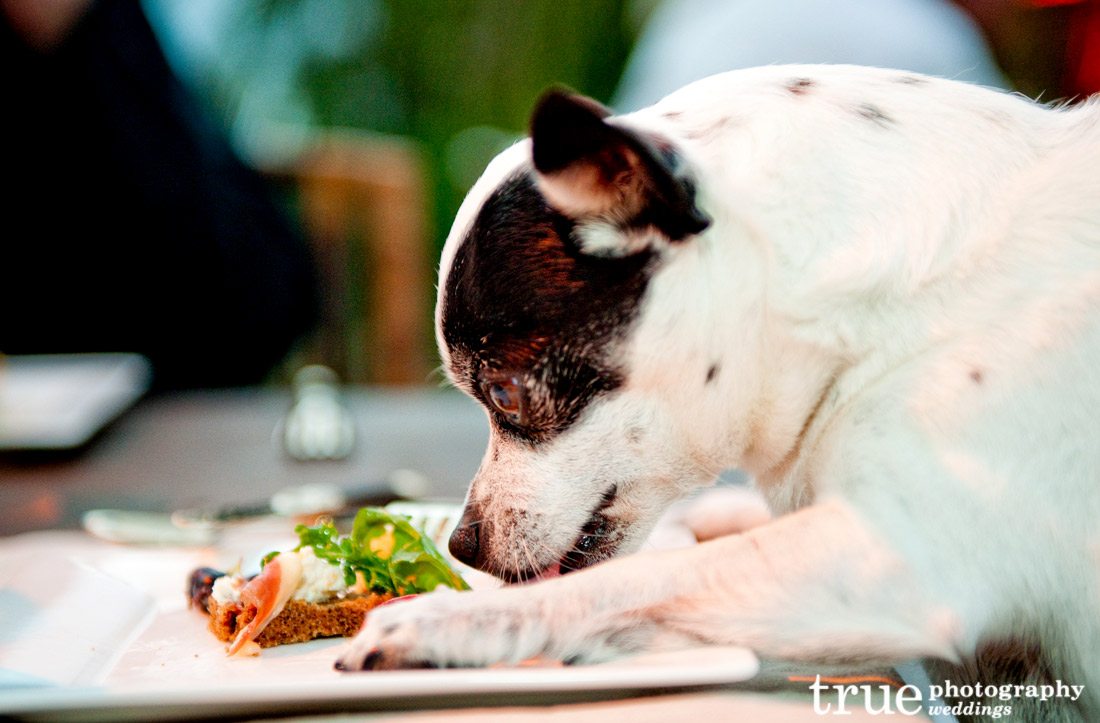 Dog-eating-plate-at-wedding