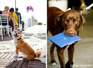 Dogs-as-ring-bearers-at-wedding