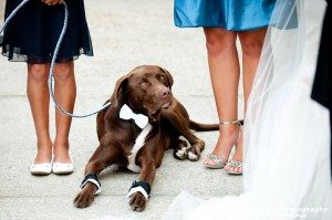 Dogs-at-Weddings-