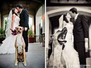 Dogs-at-weddings