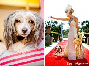 Weddings-with-Dogs