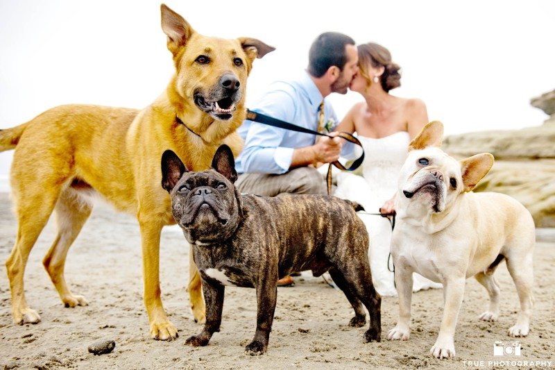 Bride and Groom portraits with dogs