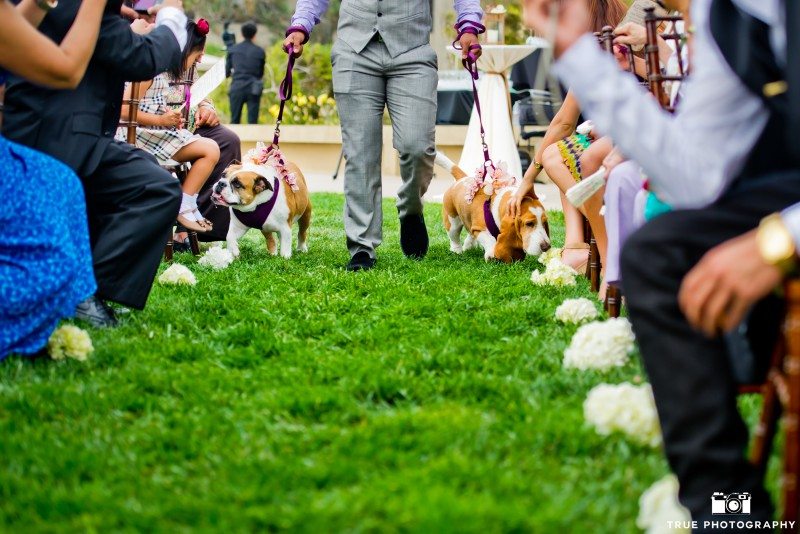 Bulldog and Basset Hound in a wedding