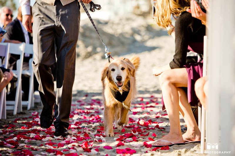 Coronado wedding ceremony with dog walking down the aisle