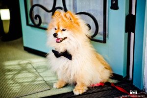 Pomeranian in a bow tie.