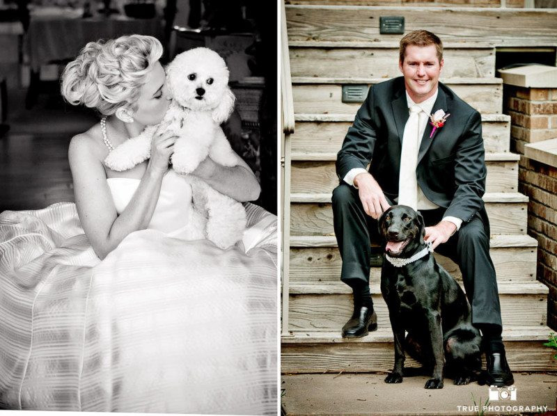 Bride and groom portrait with dogs