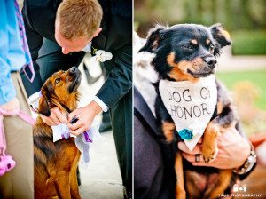 Dog as a ring bearer and dog of honor