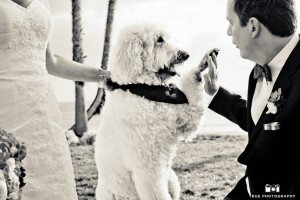 Labradoodle with Bride and Groom
