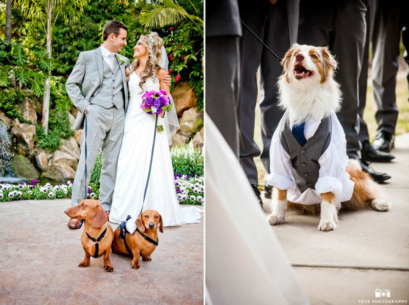 Dachshunds and an Aussie in wedding