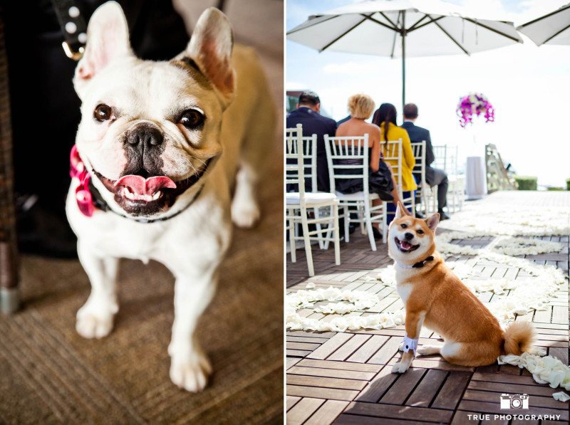 Dogs in wedding clothes