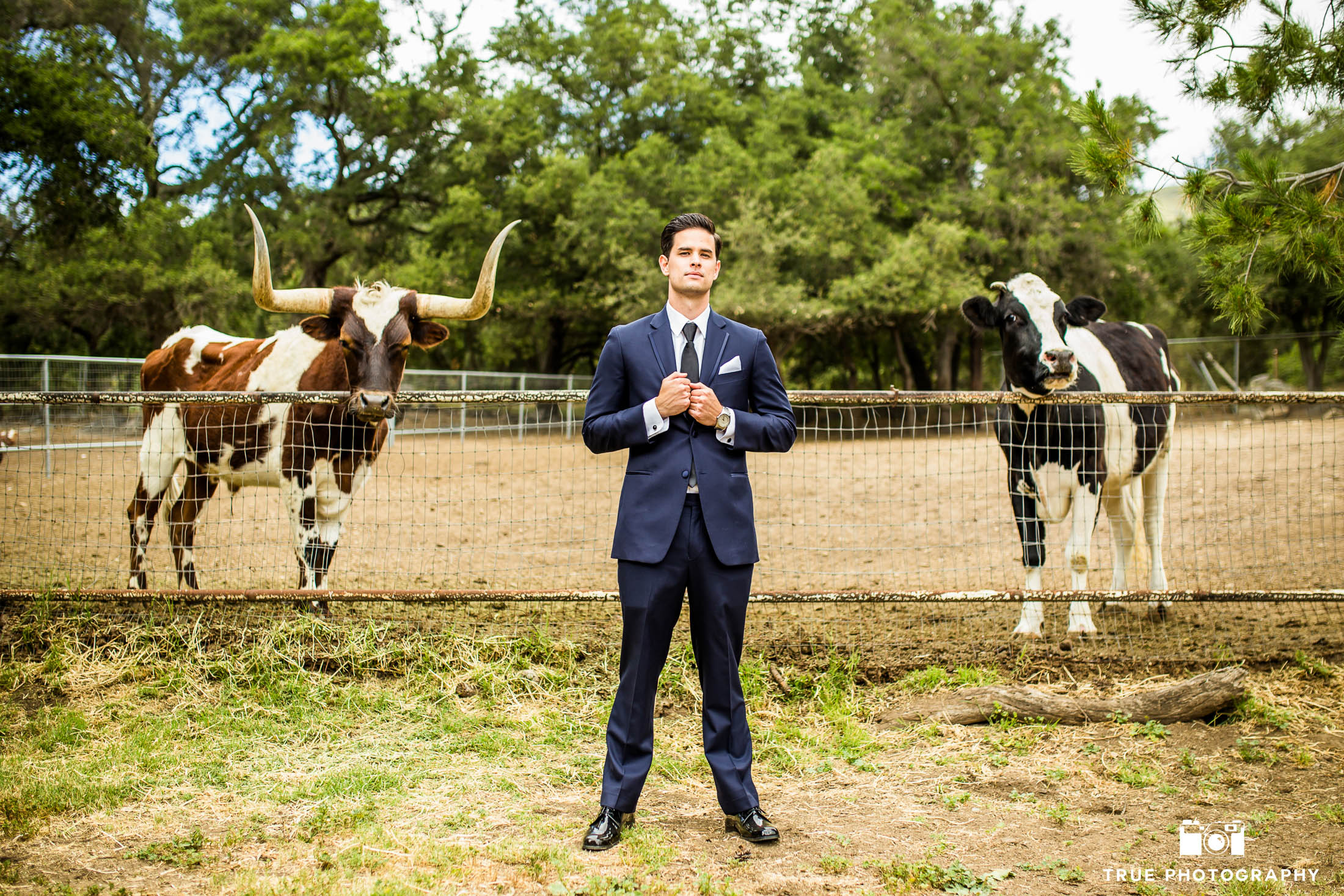 Groom poses in front of cattle at rustic outdoor ranch on wedding day