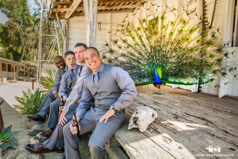 groomsmen candidly laugh with peacock
