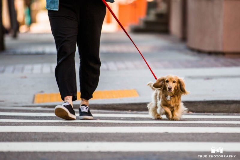 Walking the dog downtown