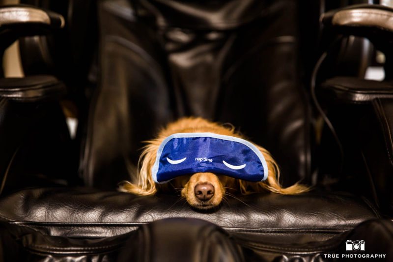 Dog on a massage chair