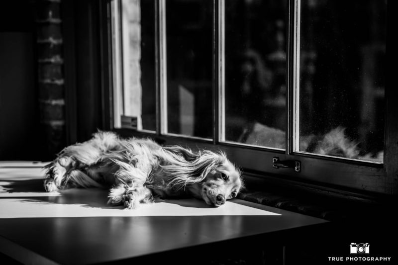 Lazy Dachshund Dog Photo