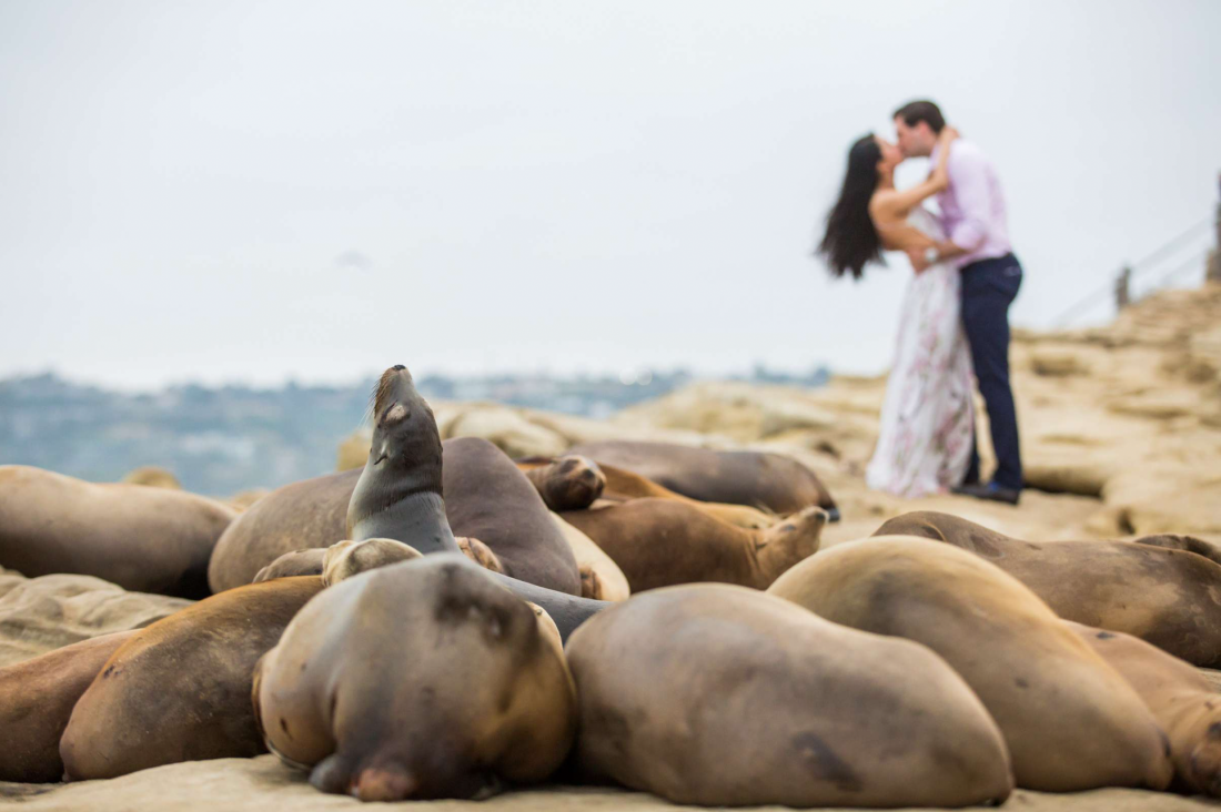 La Jolla Cove engagement photography by True Photography