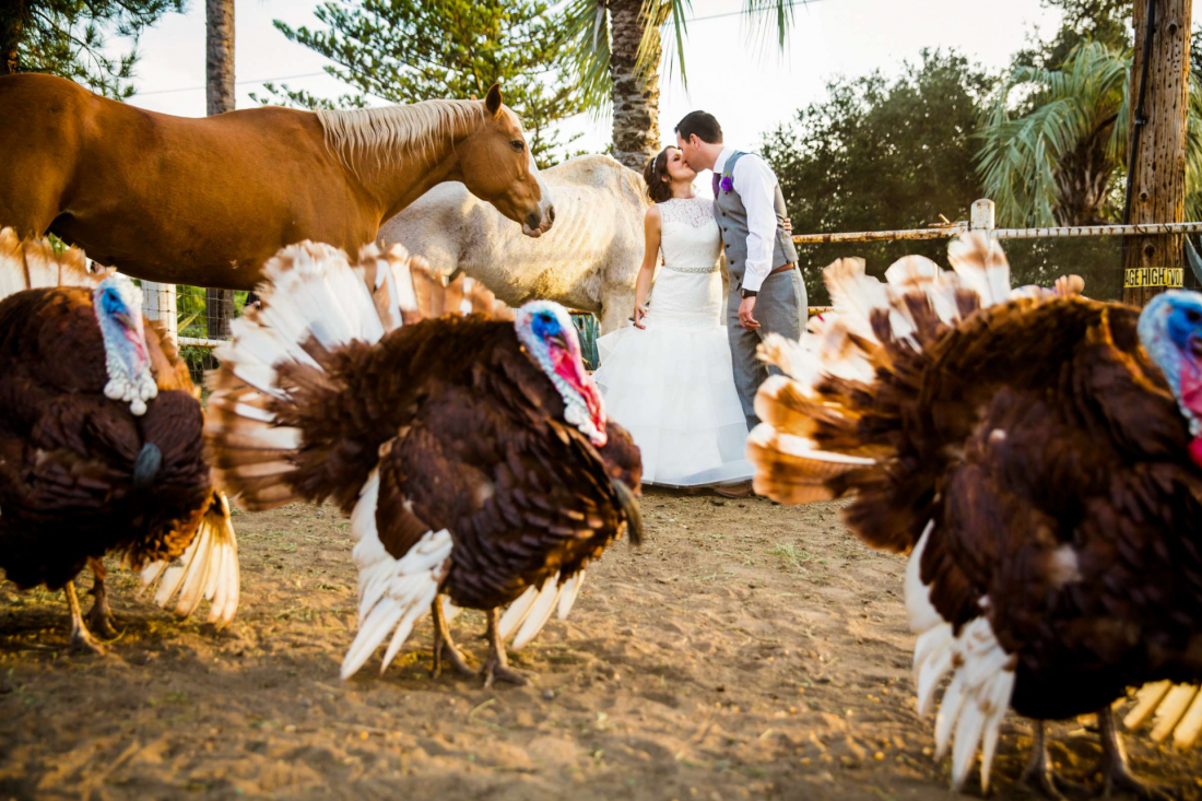 Rustic San Diego Farm themed wedding photographed by True Photography