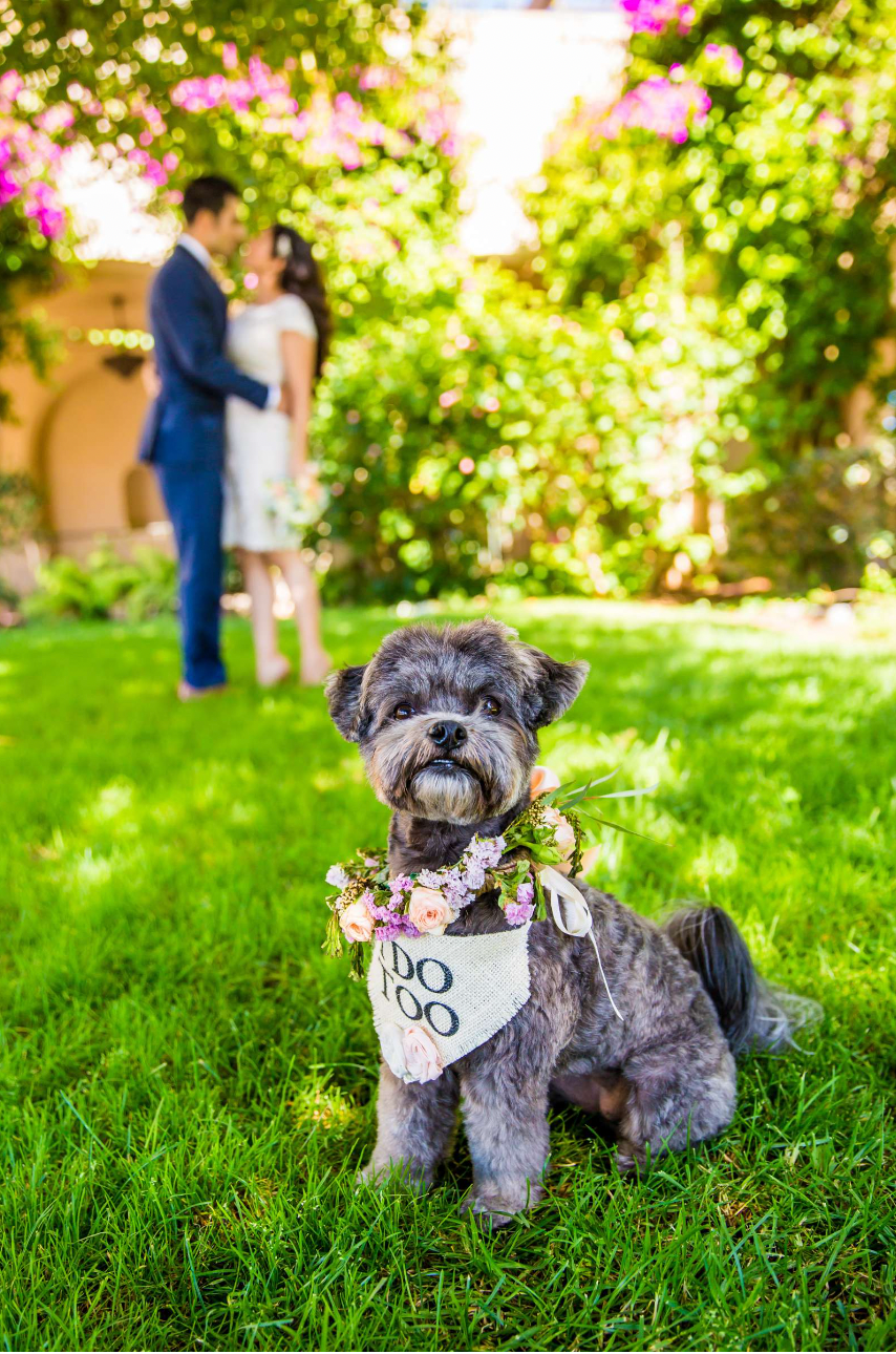 Perfect Wedding Photos with Your Furry Friends photographed by True Photography