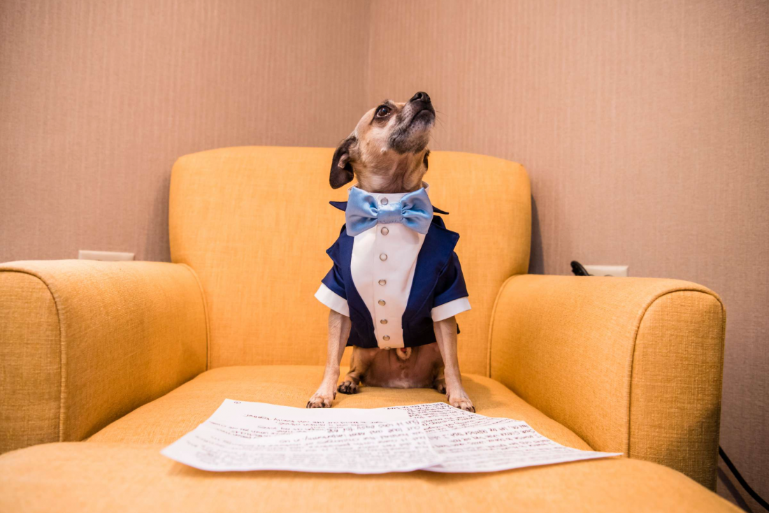 Wedding day pet photography captured by True Photography