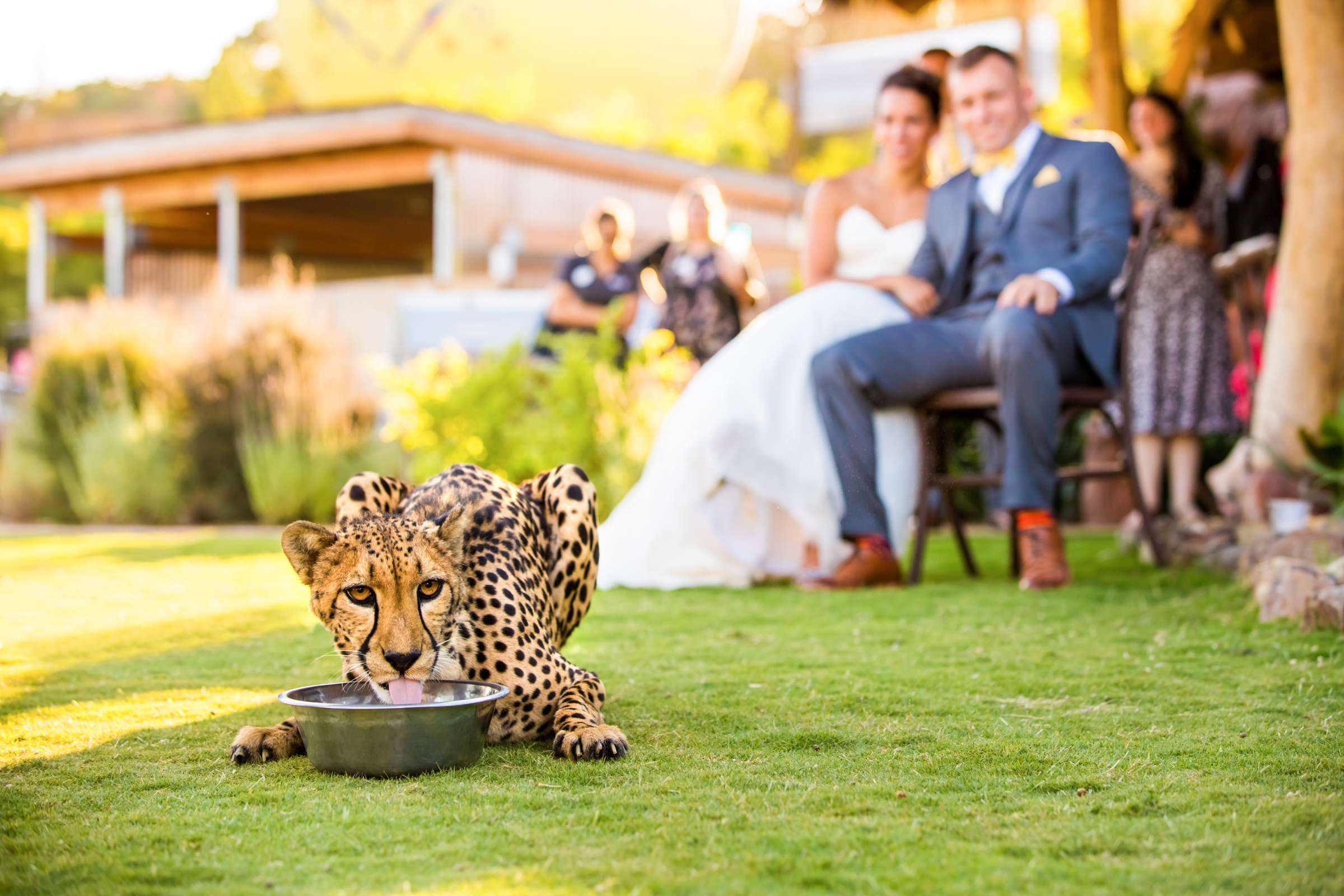Safari Park Wedding, Danielle and Brendan Wedding Photo #5 by True Photography