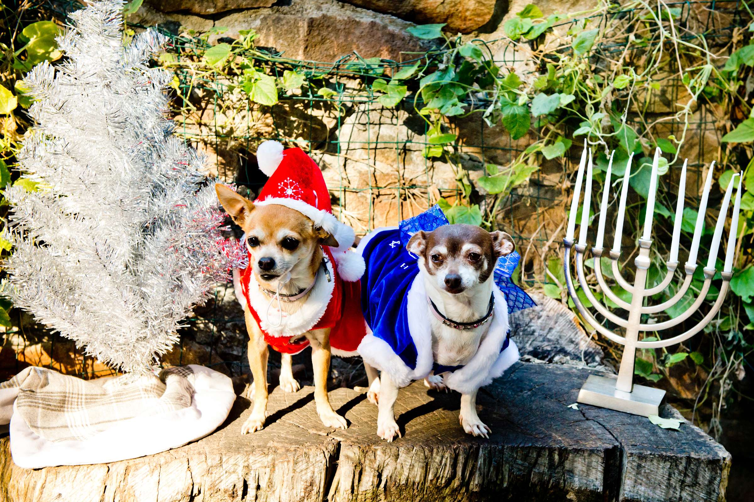 Wedding, Cute Dogs Wedding Photo #29 by True Photography