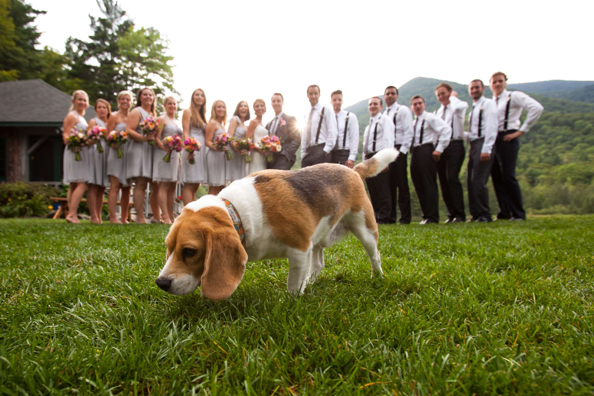 Pets at Wedding, Michelle and Hugo Wedding Photo #19 by True Photography