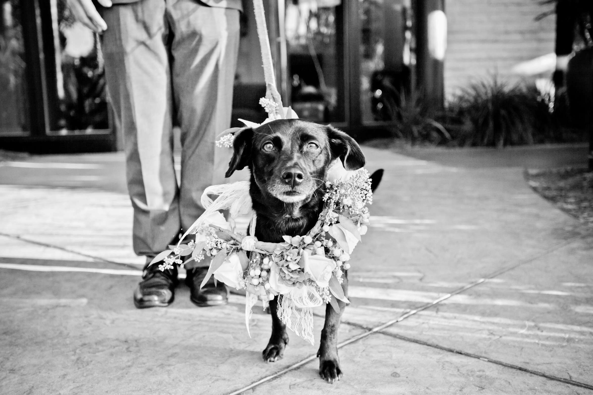 Pets at Paradise Point Wedding coordinated by I Do Weddings, Karen and Loren Wedding Photo #35 by True Photography