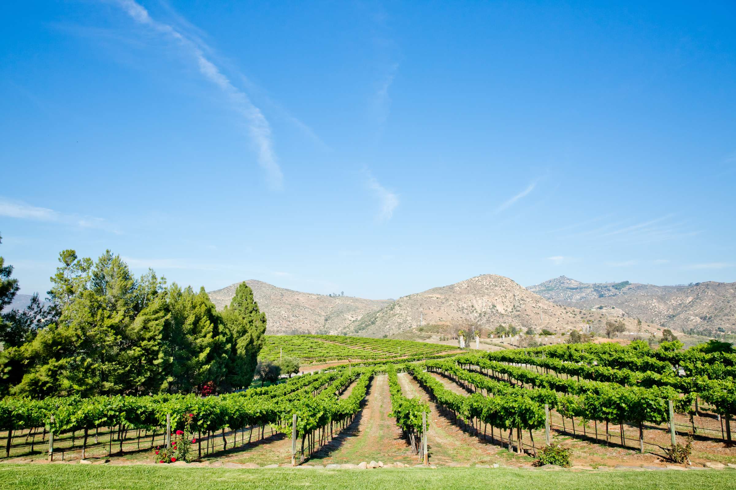 Orfila Vineyards Wedding coordinated by Art of the Party, Natalie and Josh Wedding Photo #130 by True Photography