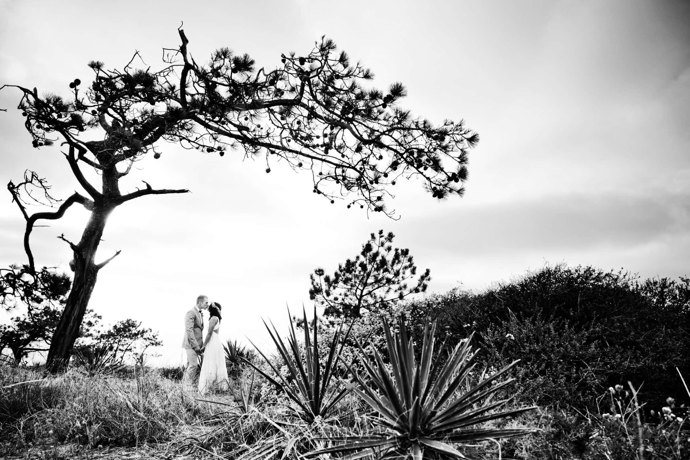 Torrey Pines State Natural Reserve Wedding, Cherise and Alec Wedding Photo #153914 by True Photography