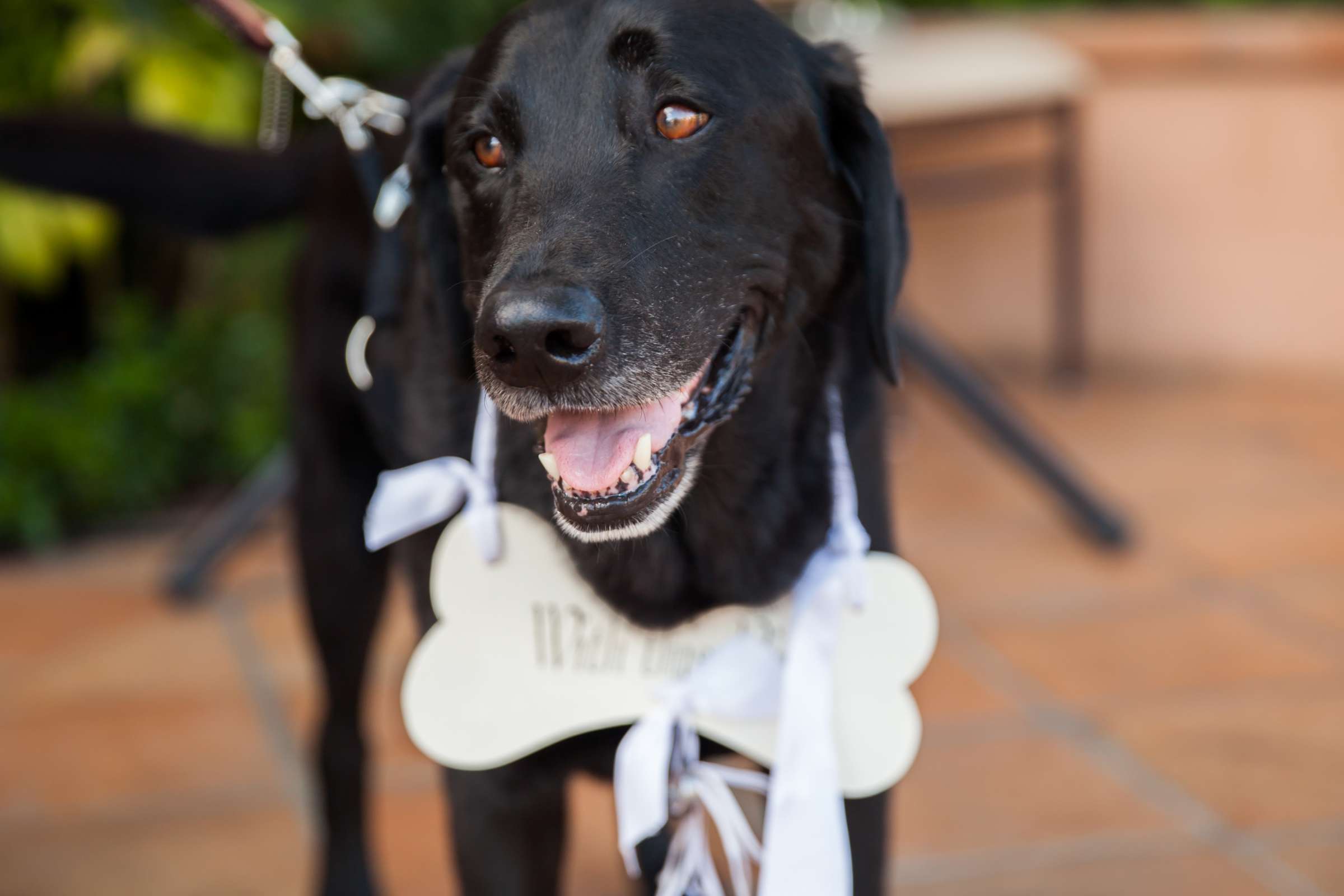 Pets at Rancho Valencia Wedding coordinated by Your Event by Erin, Claire and Ryan Wedding Photo #26 by True Photography