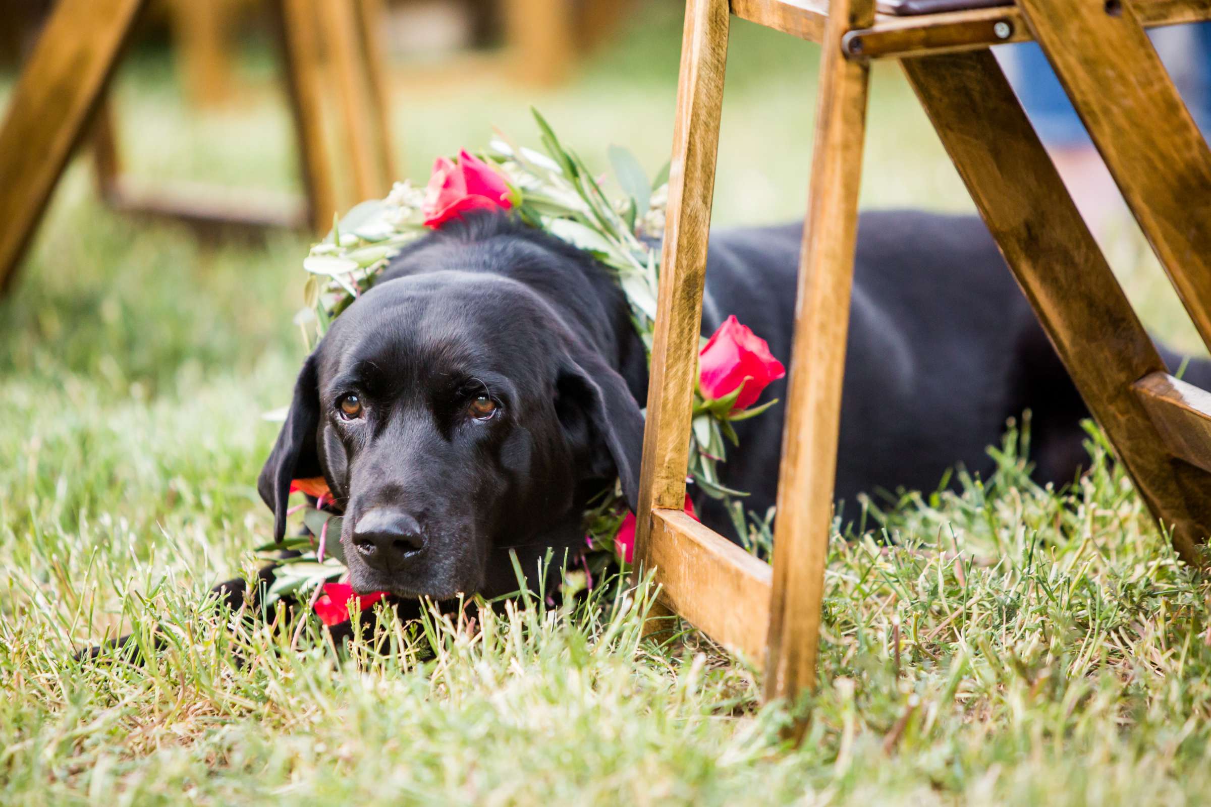 Pets at Wedding, Robert and Thomas Wedding Photo #53 by True Photography