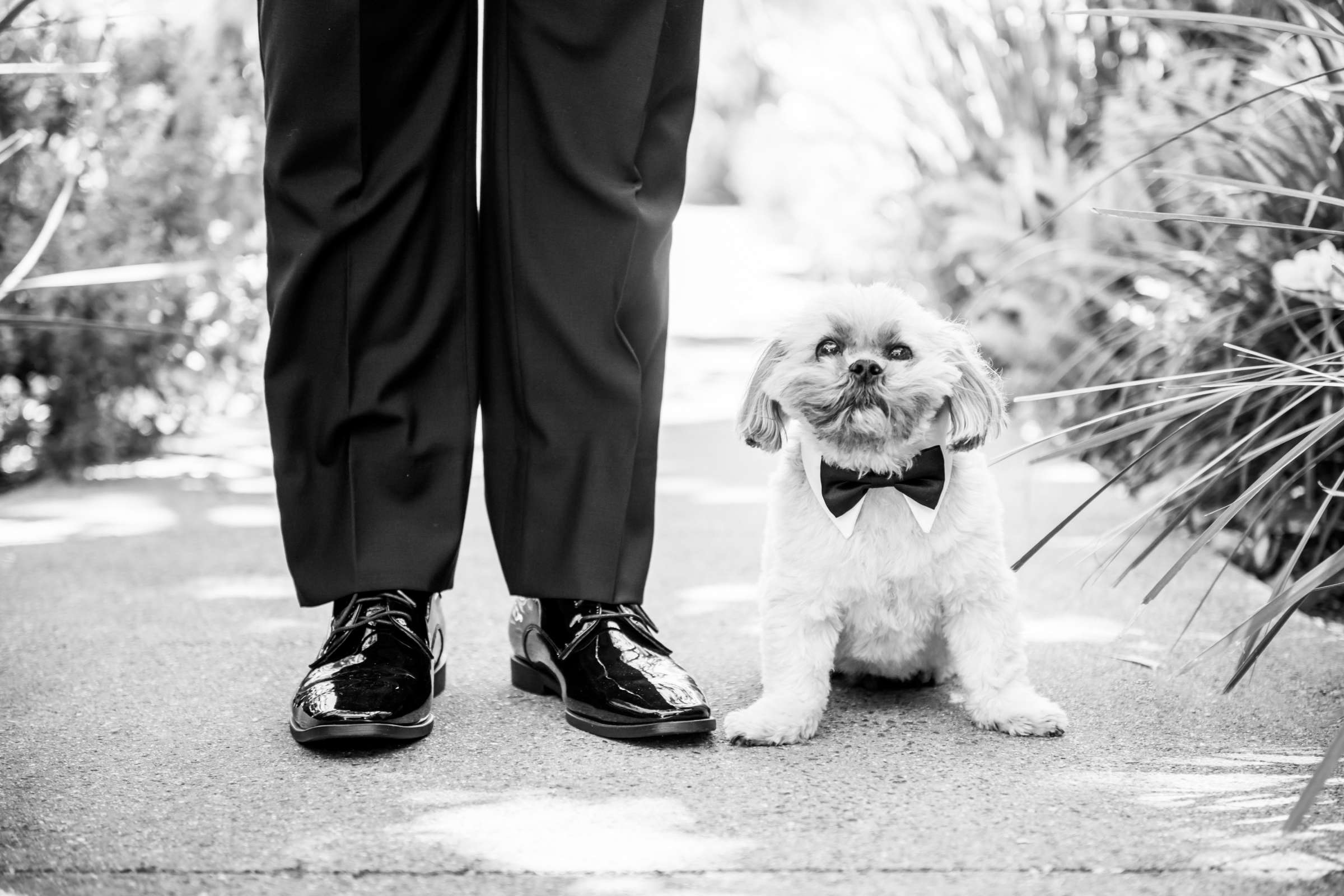 Pets, Black and White photo at Estancia Wedding coordinated by I Do Weddings, Rebecca and Andres Wedding Photo #1 by True Photography