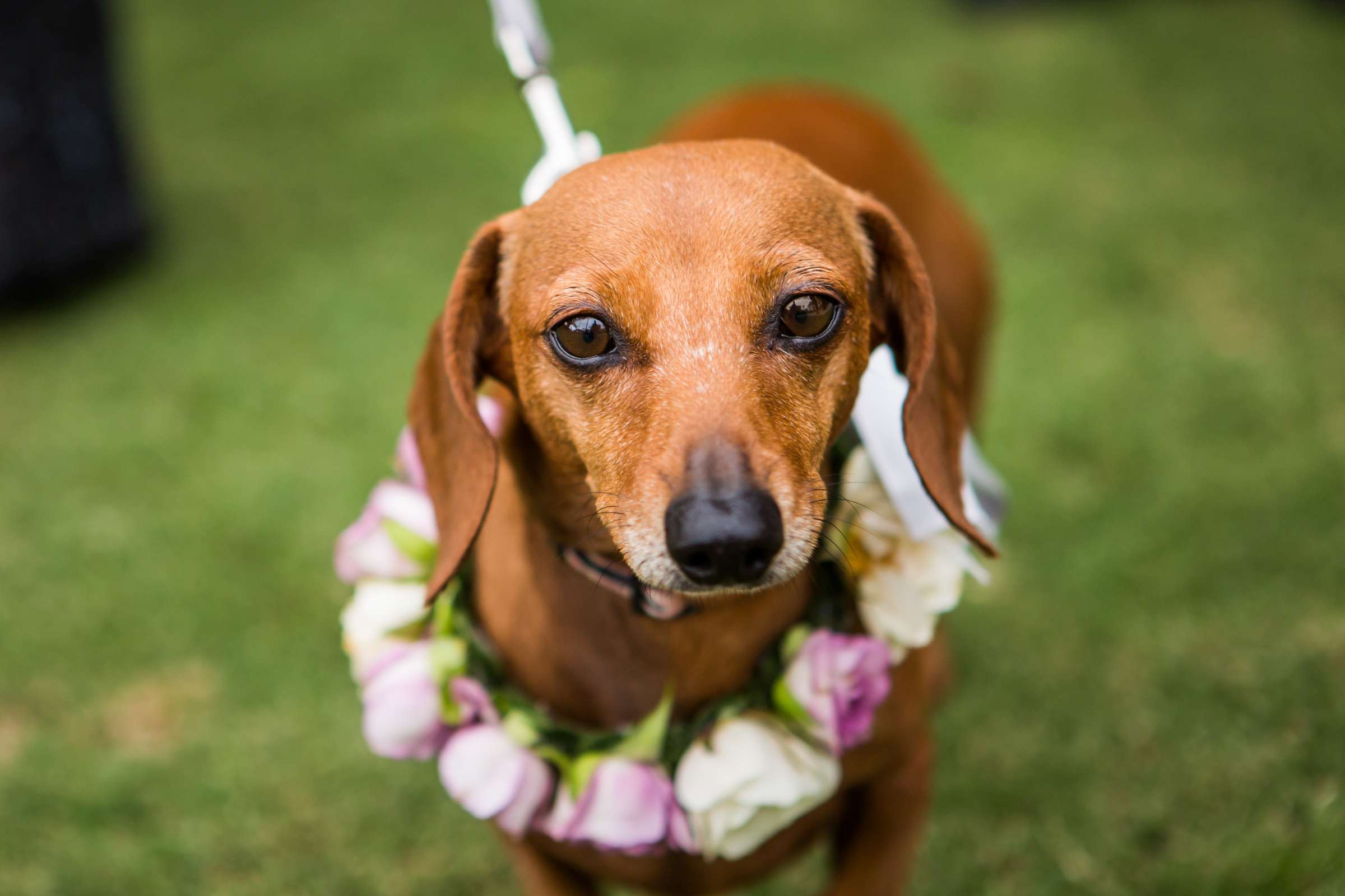 Ring Bearer, Pets at Park Hyatt Aviara Wedding, Kelly and Greg Wedding Photo #35 by True Photography