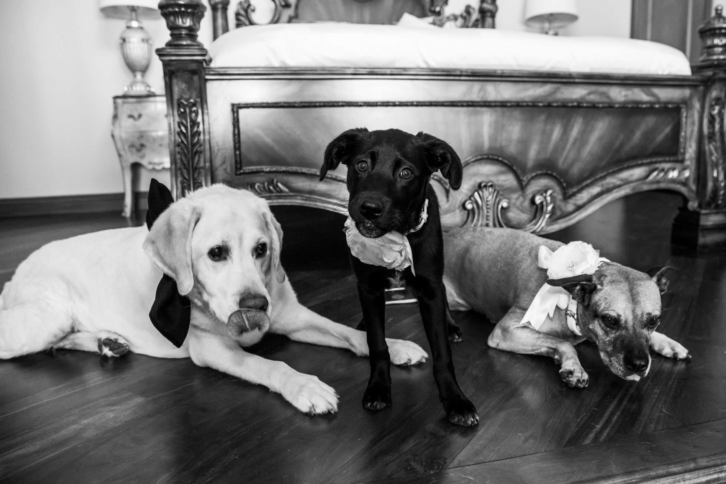 Pets at Wedding, Meghan and Clyde Wedding Photo #280753 by True Photography
