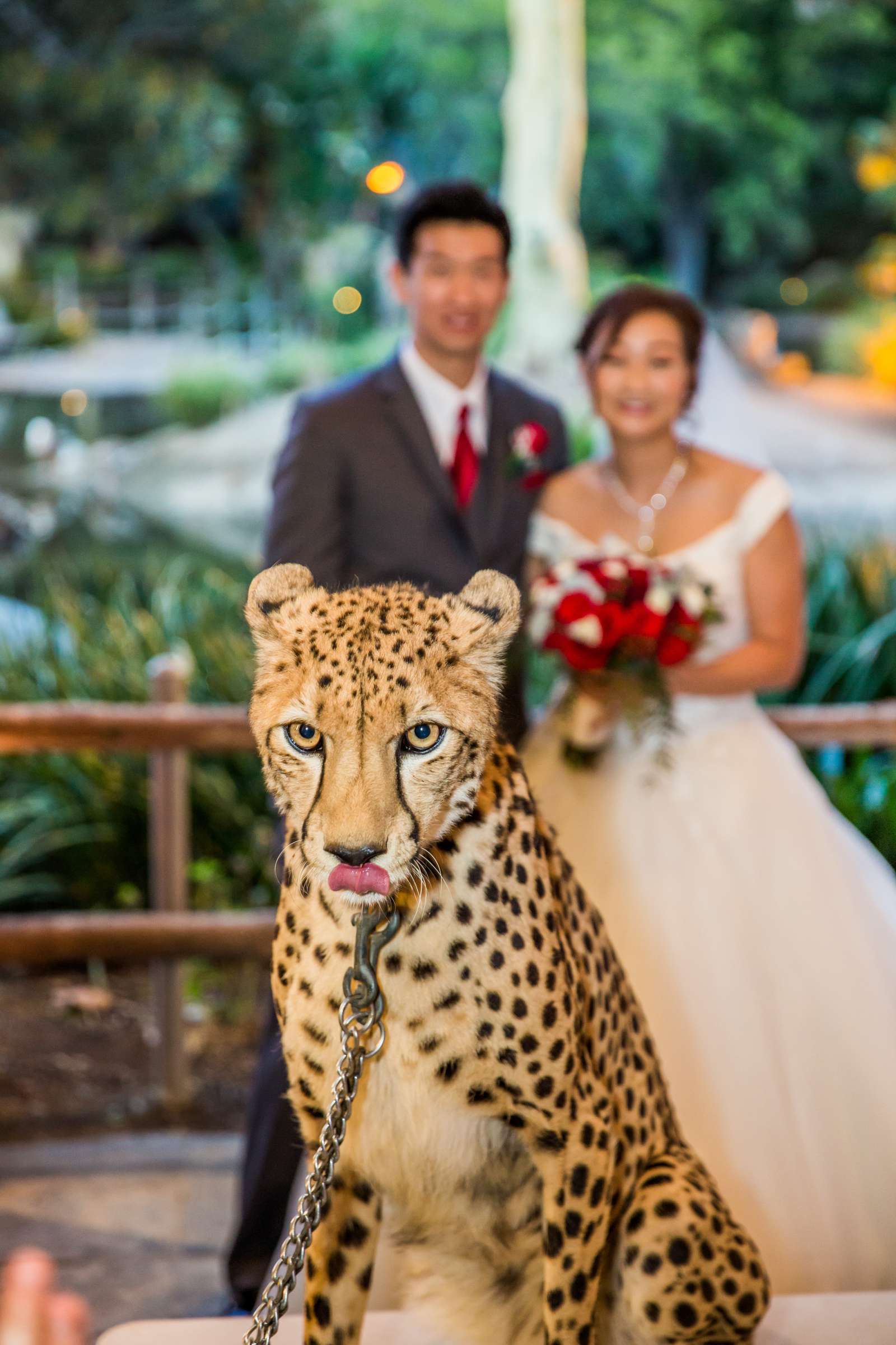 Safari Park Wedding, Jocelyn and Heras Wedding Photo #84 by True Photography