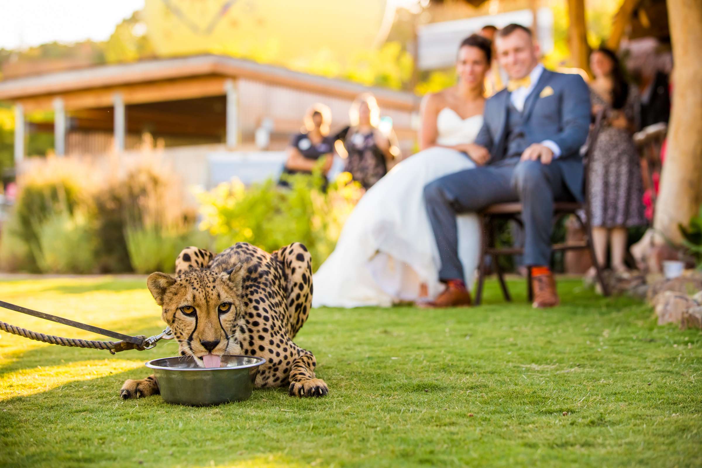 Safari Park Wedding, Danielle and Brendan Wedding Photo #79 by True Photography