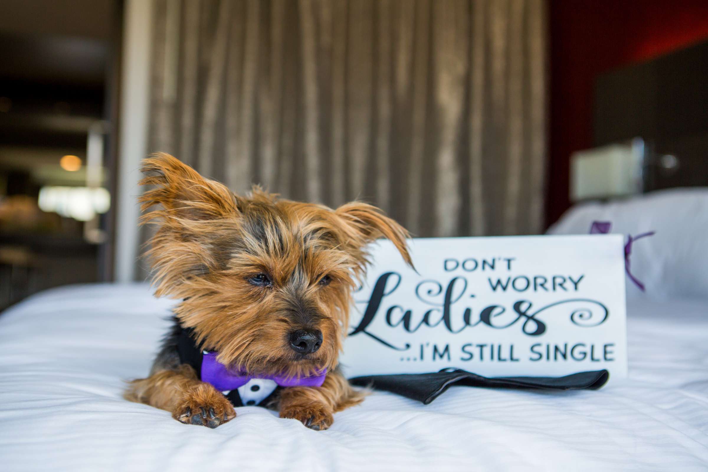 Pets at The Ultimate Skybox Wedding, Shari and Ryan Wedding Photo #419149 by True Photography