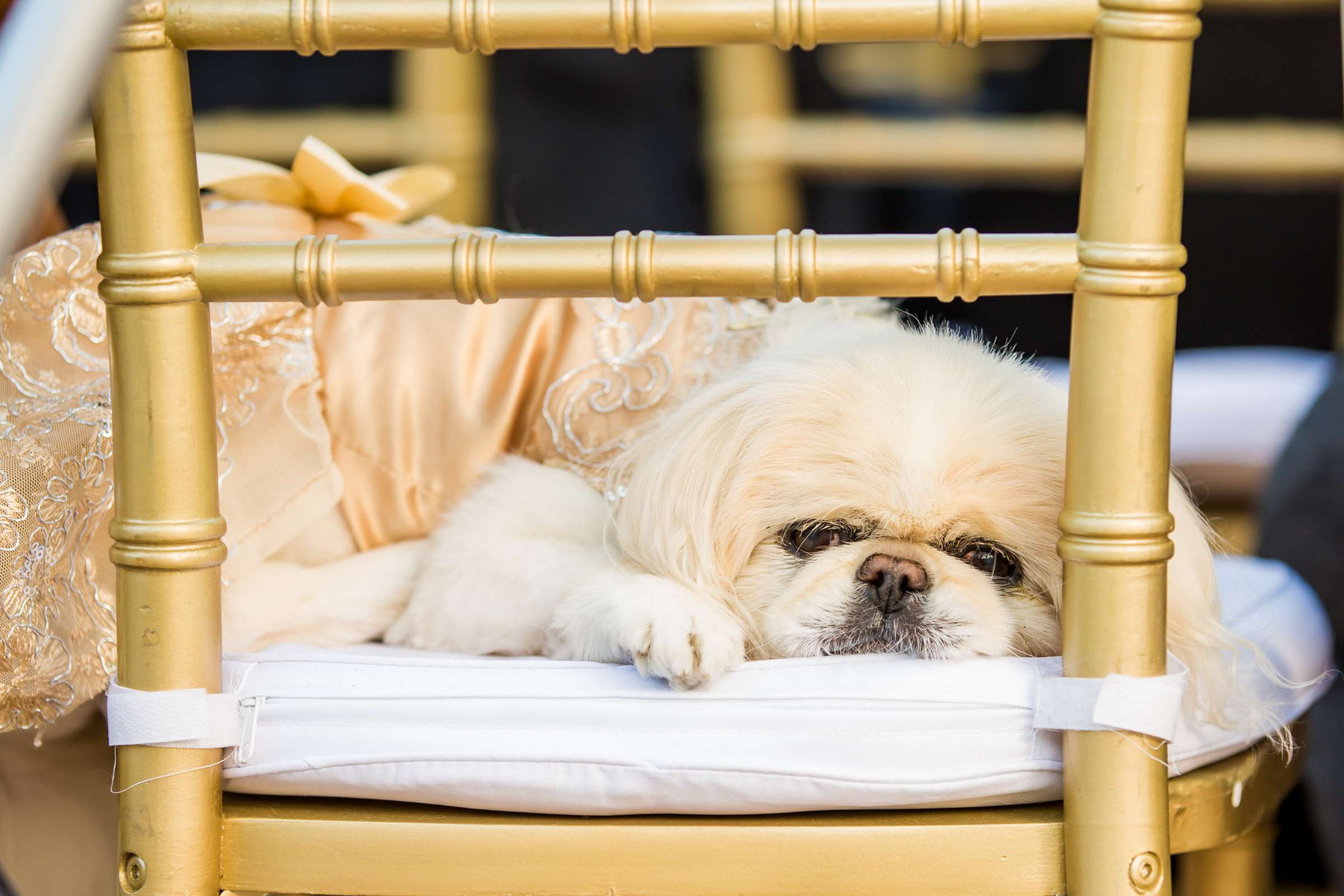 Pets at Omni La Costa Resort & Spa Wedding coordinated by Holly Kalkin Weddings, Jeannie and Steve Wedding Photo #427234 by True Photography