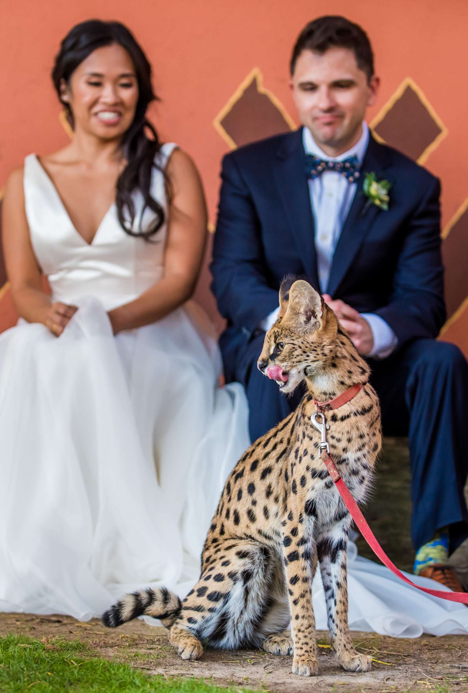 Safari Park Wedding, Evangelina and Ross Wedding Photo #100 by True Photography