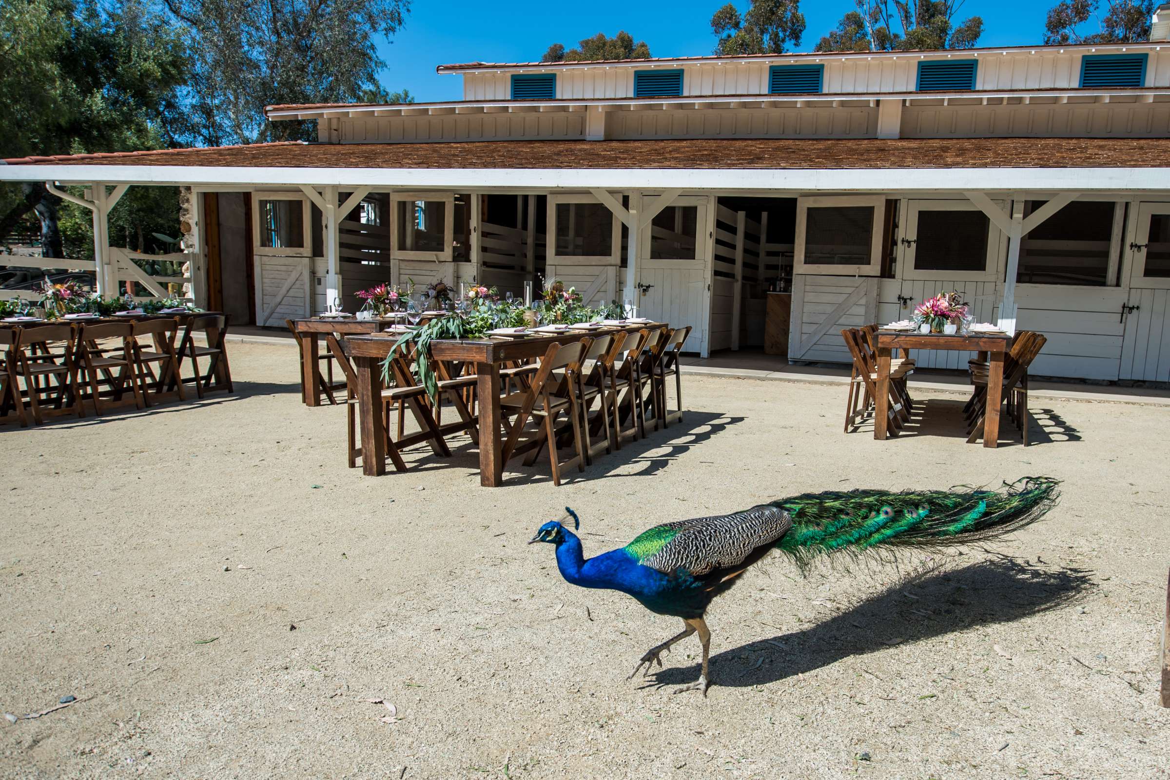 Leo Carrillo Ranch Wedding, Stable and Corral Wedding Photo #70 by True Photography