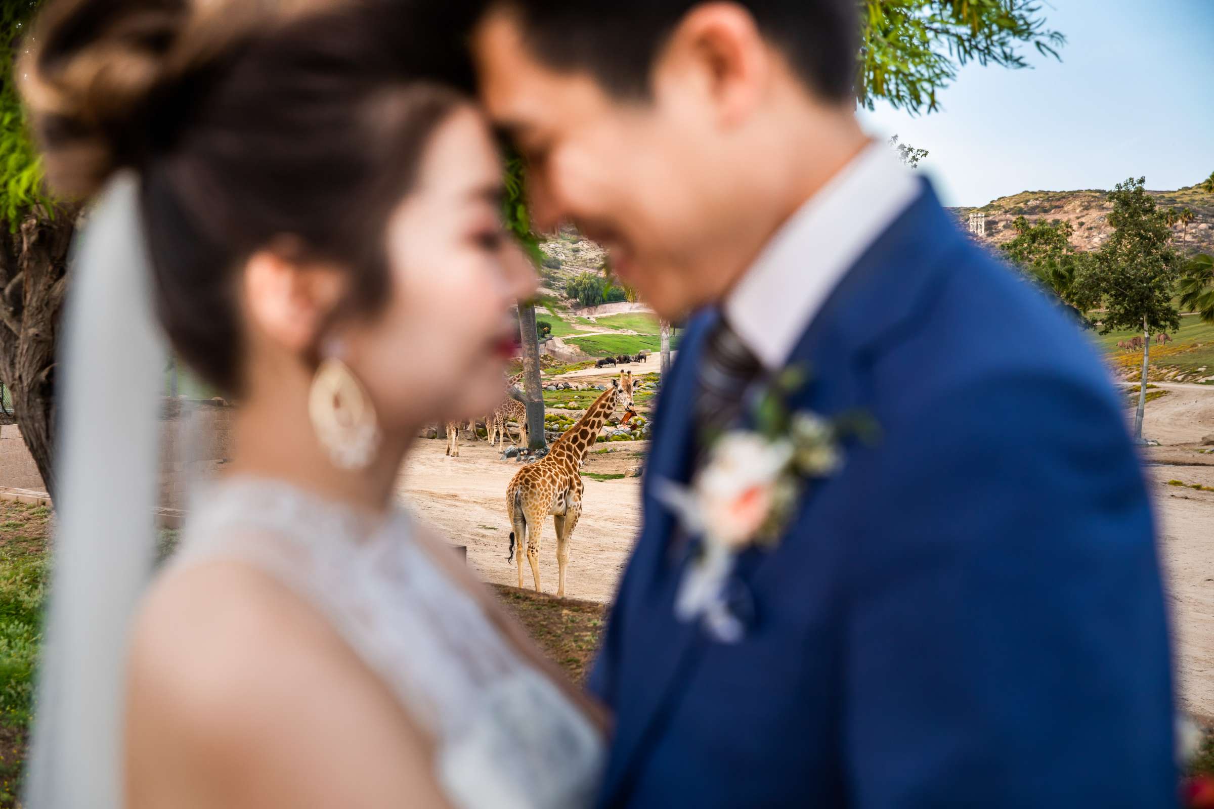 Safari Park Wedding coordinated by Holly Kalkin Weddings, Min and Edward Wedding Photo #539204 by True Photography