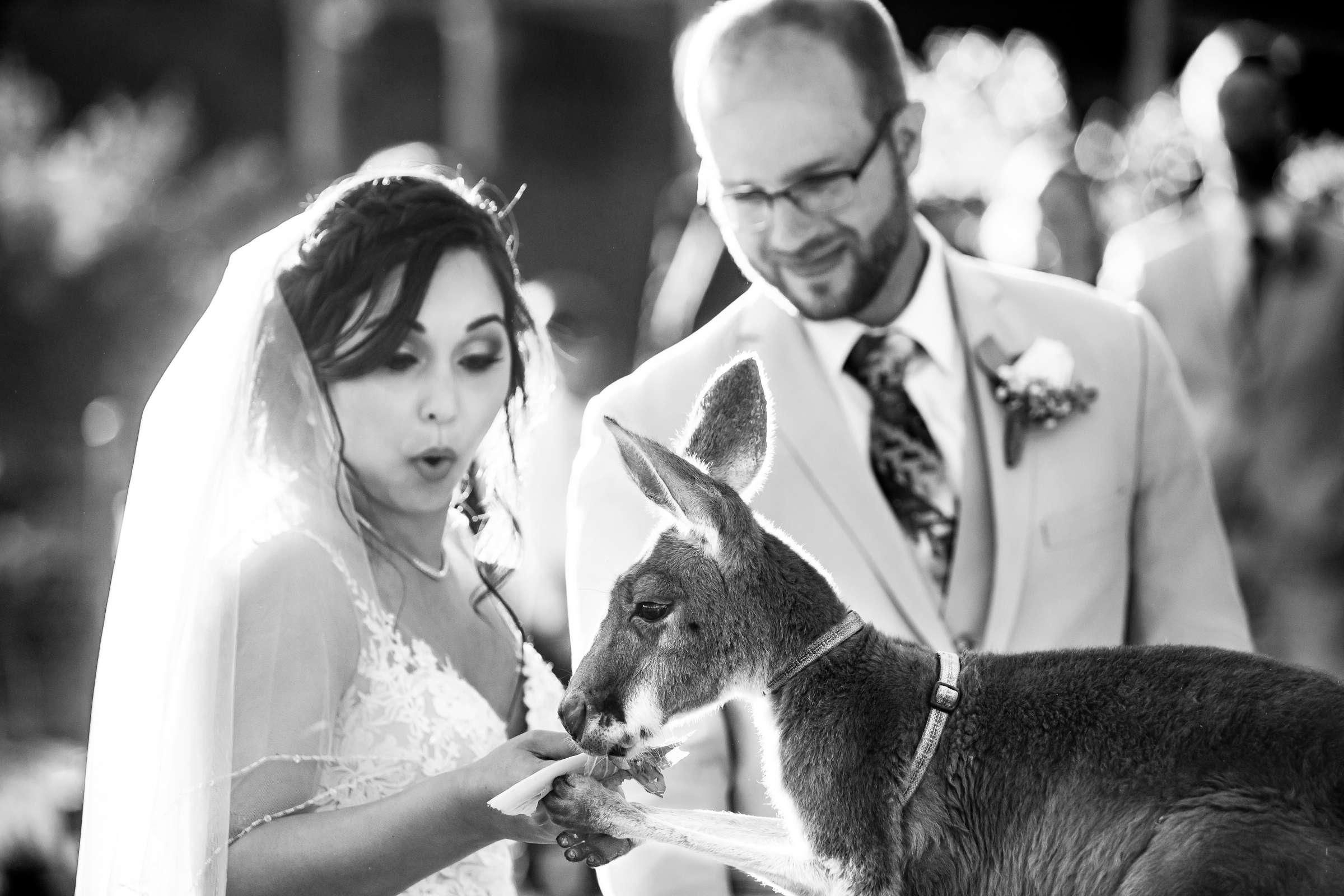 Safari Park Wedding, Nika and Zach Wedding Photo #88 by True Photography