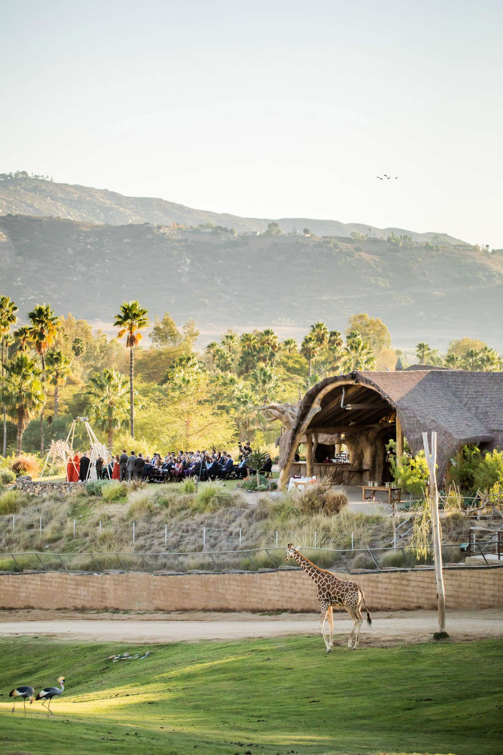 Safari Park Wedding coordinated by Always Flawless Productions, Lynx and Adam Wedding Photo #69 by True Photography