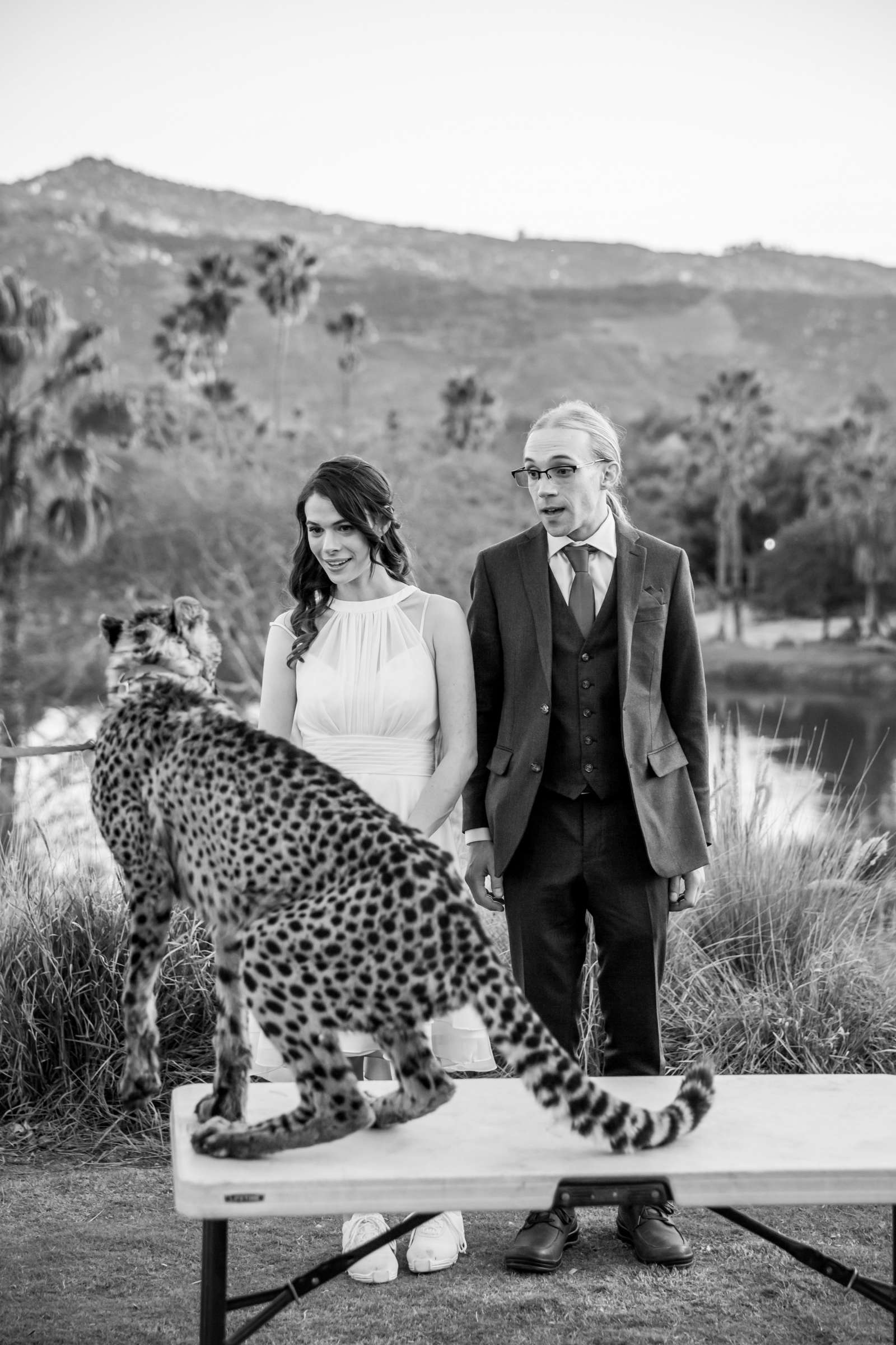 Safari Park Wedding coordinated by Always Flawless Productions, Lynx and Adam Wedding Photo #115 by True Photography