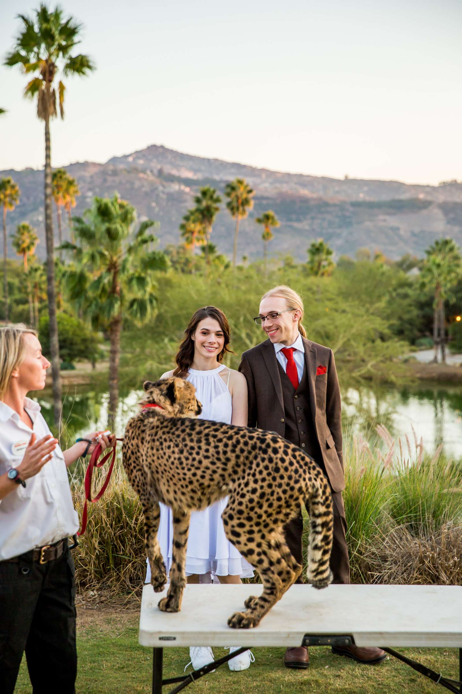 Safari Park Wedding coordinated by Always Flawless Productions, Lynx and Adam Wedding Photo #116 by True Photography