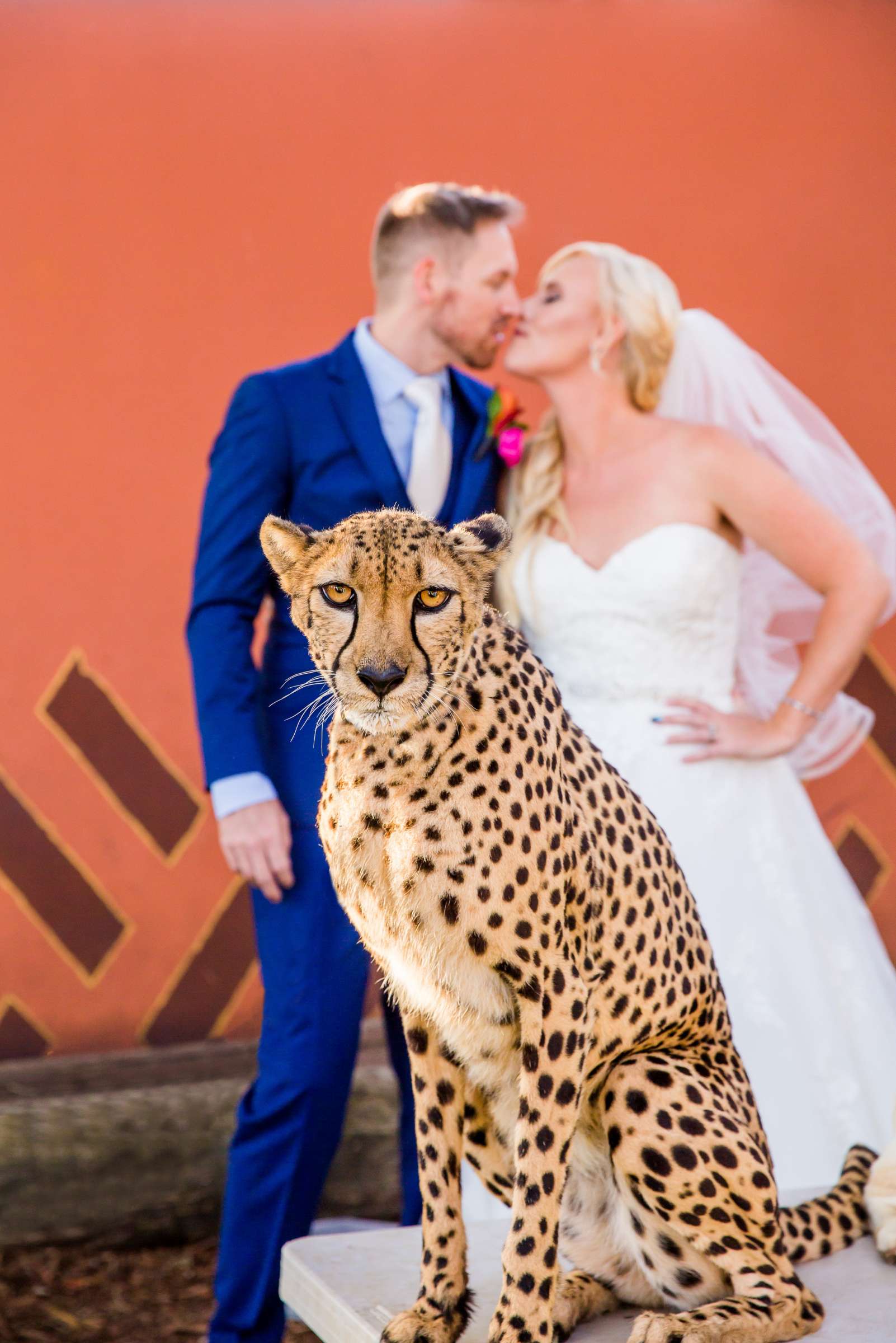 Safari Park Wedding, Madison and Christopher Wedding Photo #1 by True Photography