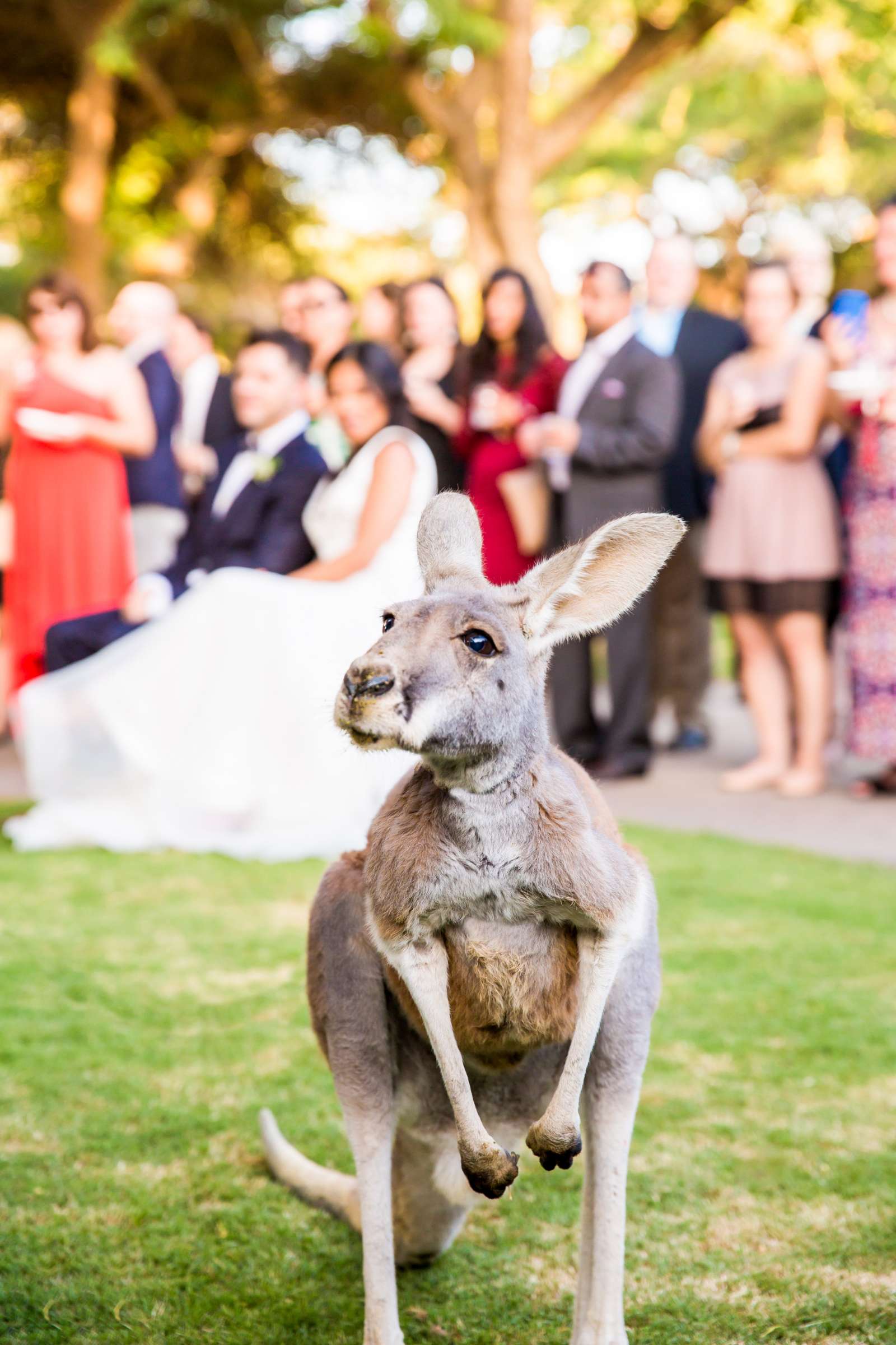Safari Park Wedding, Evangelina and Ross Wedding Photo #39 by True Photography